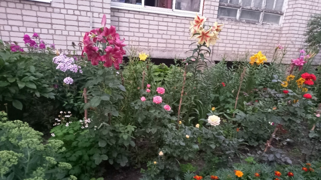 В Стародубе пианистка создала возле дома чудо-сад В Стародубе пианистка создала возле дома чудо-сад