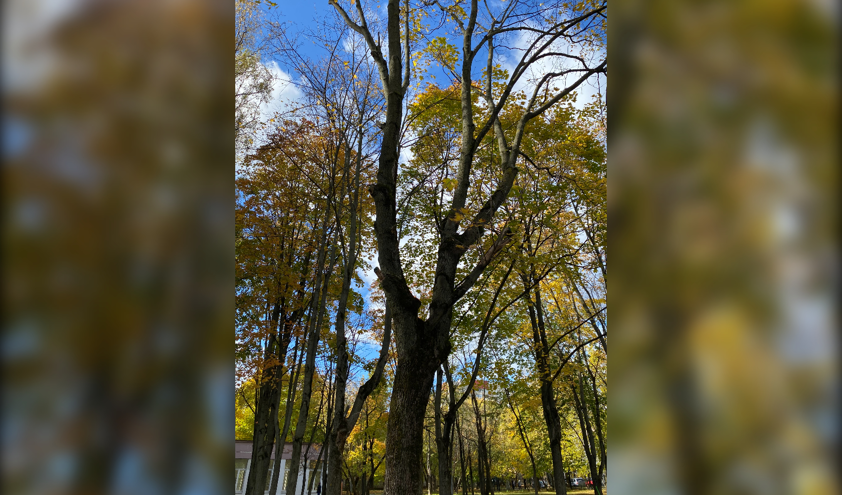 Теплая осень и бабье лето: мифы и реальность Теплая осень и бабье лето: мифы и реальность