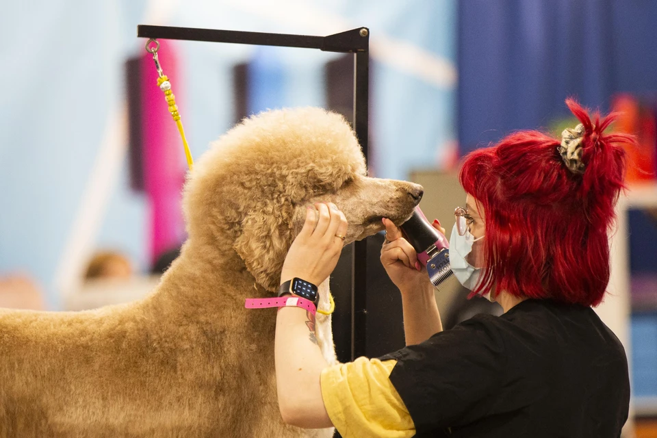 В обновленный список профессий вошли грумер, рерайтер, компоузер и промоутер