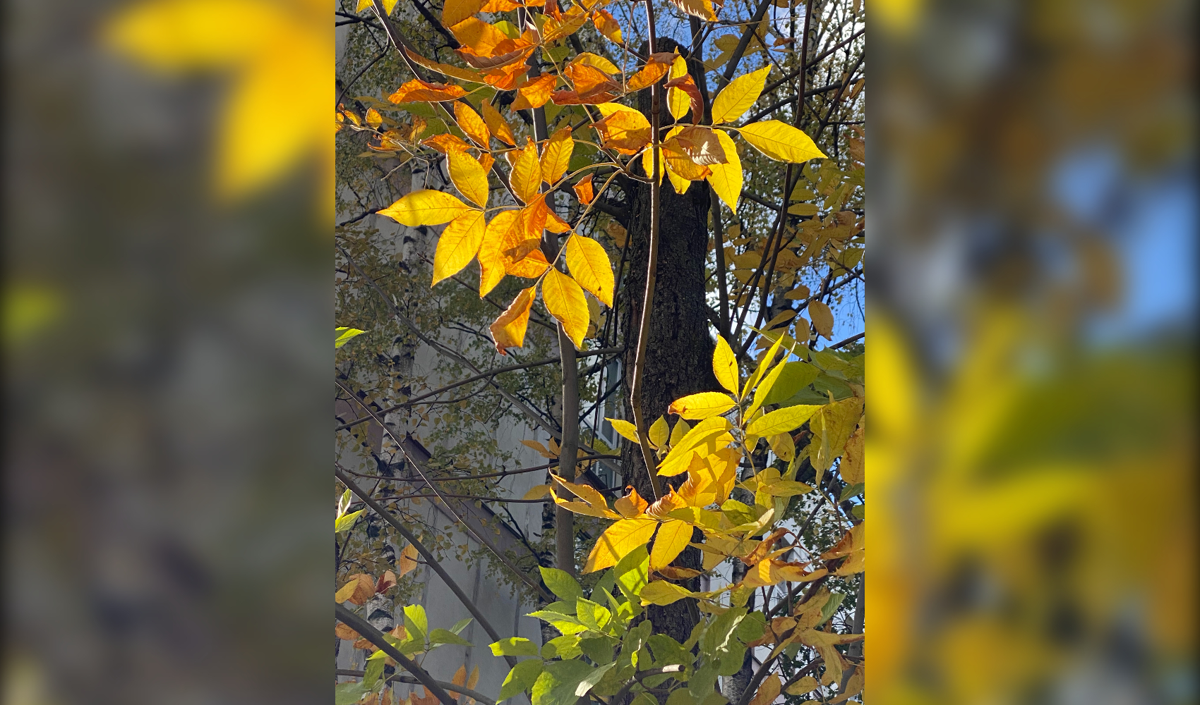 Теплая осень и бабье лето: мифы и реальность Теплая осень и бабье лето: мифы и реальность